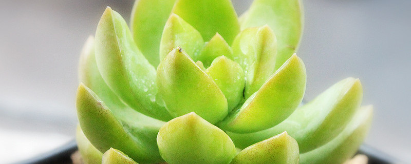 多肉长黑斑点什么原因 多肉长黑斑点什么原因呢