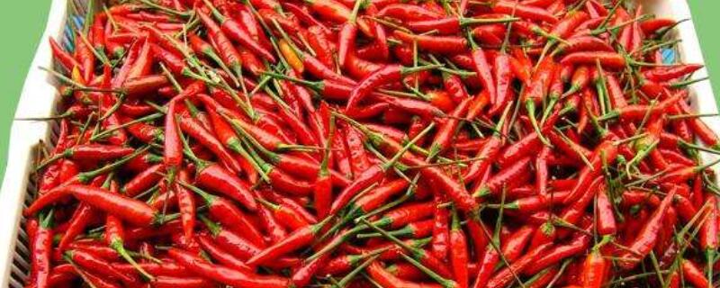 小米辣育苗的方法（小米辣育苗的方法视频）