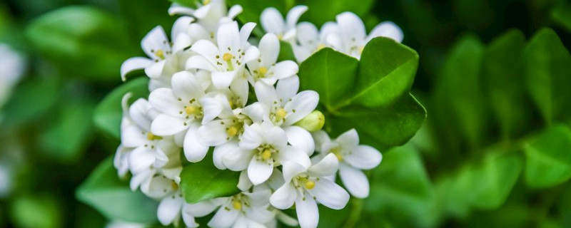 海桐花可以在家养吗 海桐花养几年可以开花