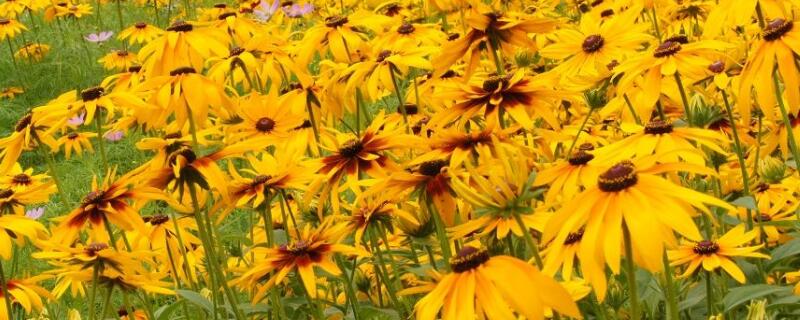 黑心菊种子发芽方法（黑心菊种子发芽方法图片）