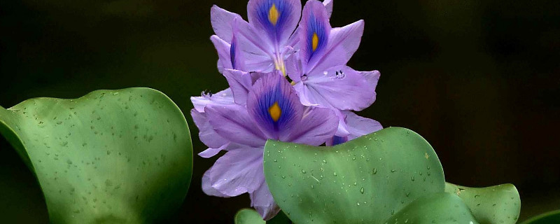 水葫芦叶子发黄怎么救 水葫芦叶子发黄怎么救治视频