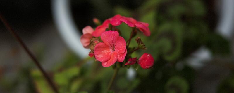 车厘子的花长什么样（车厘子的花长什么样子图片）