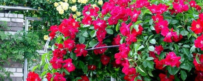 爬藤富贵红盆栽怎么养 富贵红是飘香藤吗