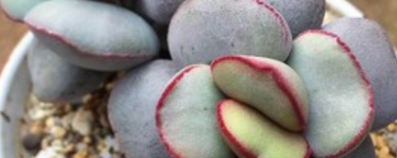 朱紫玉怎么叶插（朱紫玉怎么叶插成行多久?）