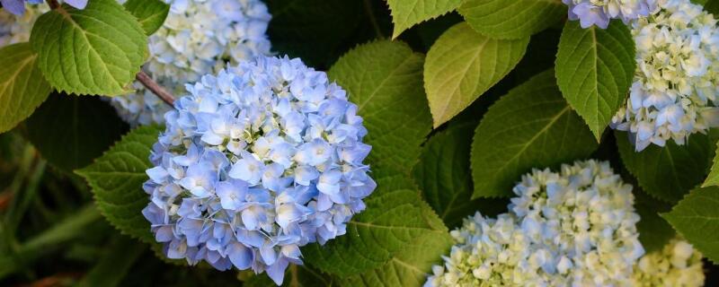 无尽夏真假区分（无尽夏怎么样）