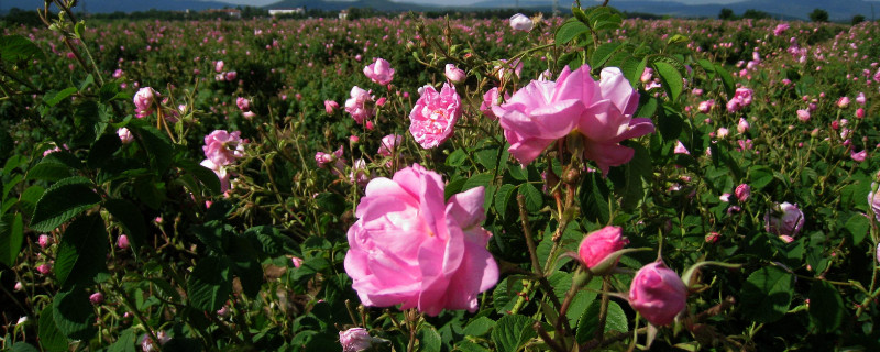 保加利亚玫瑰花花语 保加利亚粉玫瑰花语