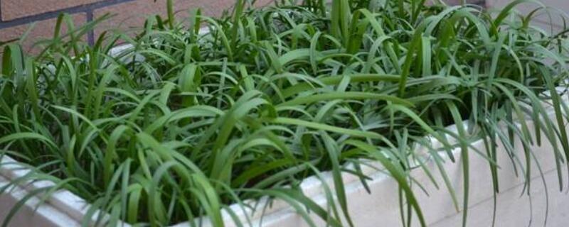 直接种韭菜籽能发芽吗（直接种韭菜籽能发芽吗图片）