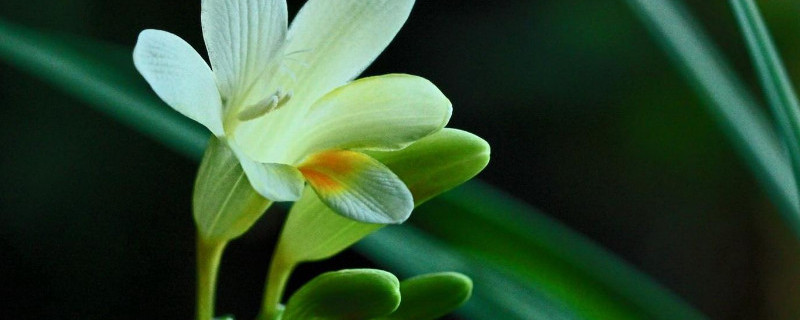 香雪兰种球怎么保存 香雪兰一年开几次花