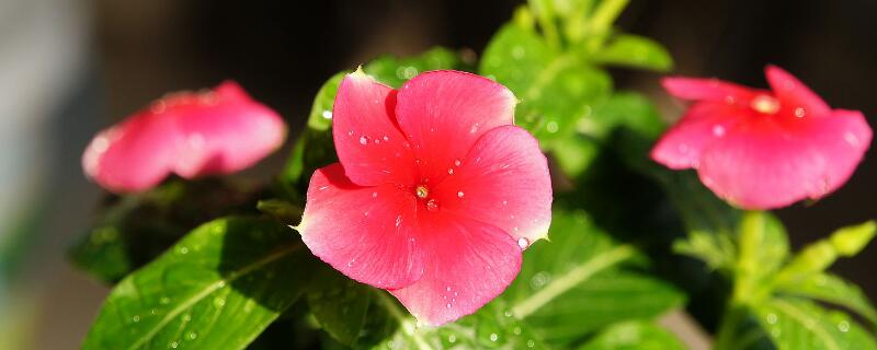 四季常青又耐寒的花（室外四季常青又耐寒的花）