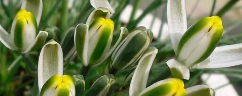 小苍角殿的日常养护（小苍角殿的养护方法）