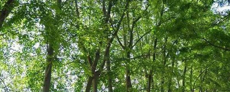 银白杨和毛白杨区别（毛白杨和白杨的区别）