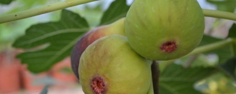 无花果不开花就结果吗 无花果不开花就结果吗视频