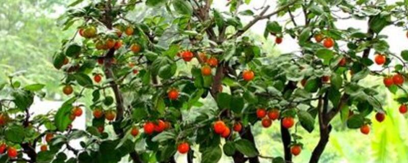 老鸦柿如何扦插（老鸦柿扦插用什么土）