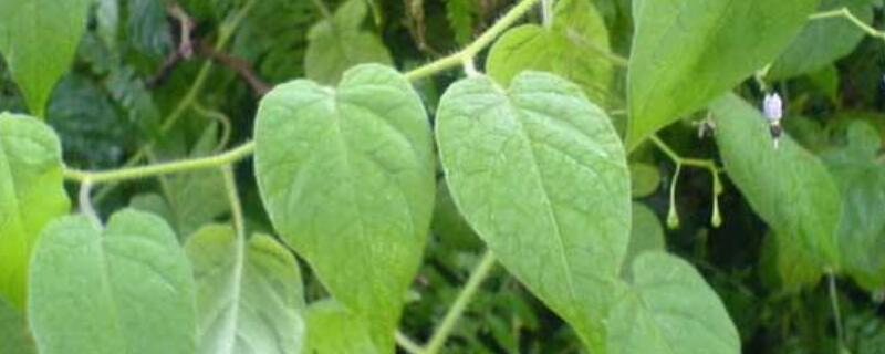 蔓茄是什么植物 蔓茄的药用作用