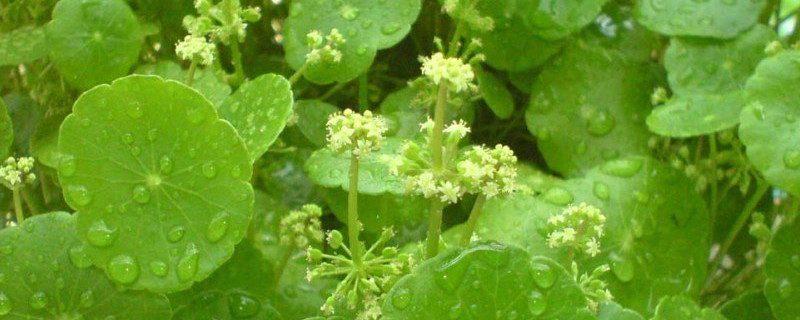 香菇草和金钱草一样吗 香菇草和金钱草一样吗