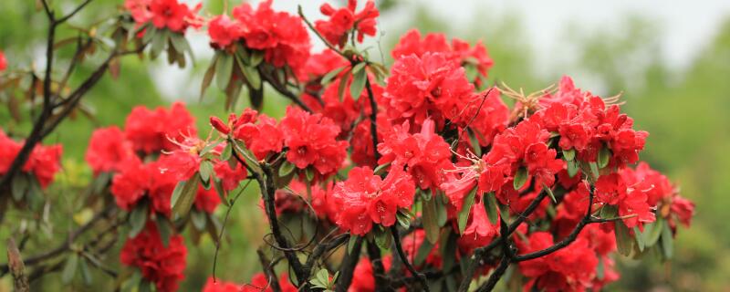 马缨是树吗（马缨树图片大全大图）