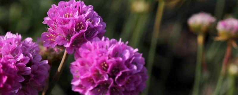 海石竹花有毒吗（海石竹的花期长吗）