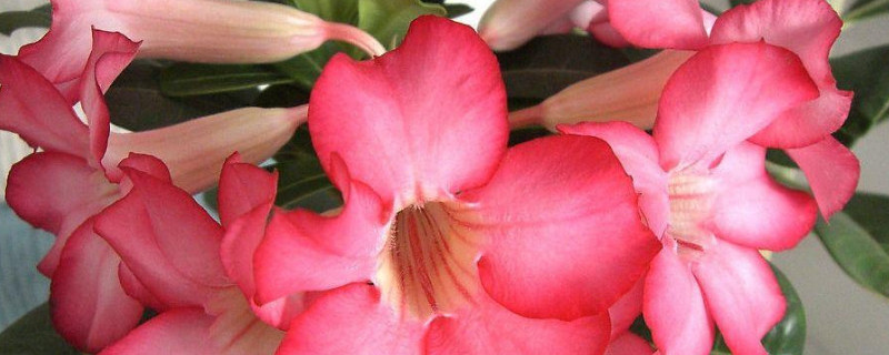 沙漠玫瑰怎么打顶（沙漠玫瑰怎么打顶促开花）