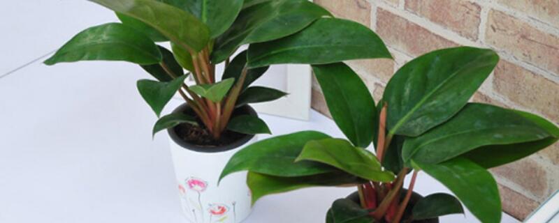 怎样培植金钻幼苗 怎样培植金钻幼苗图片