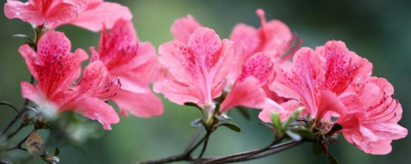 桔子皮水可以浇什么花 桔子皮水可以浇什么花草