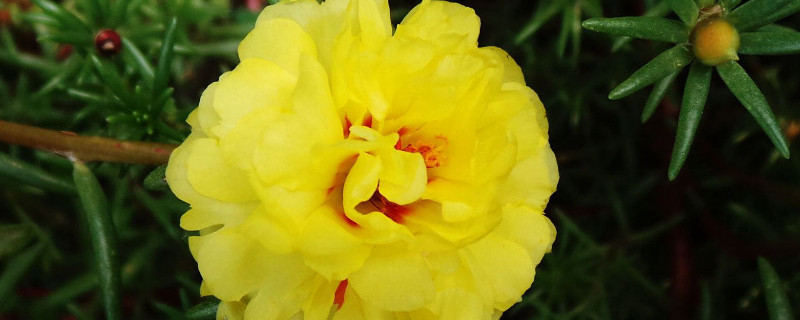 宿根太阳花越冬修剪 宿根太阳花什么时候修剪