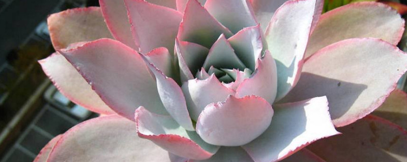 广寒宫多肉寓意（广寒宫多肉的特点）