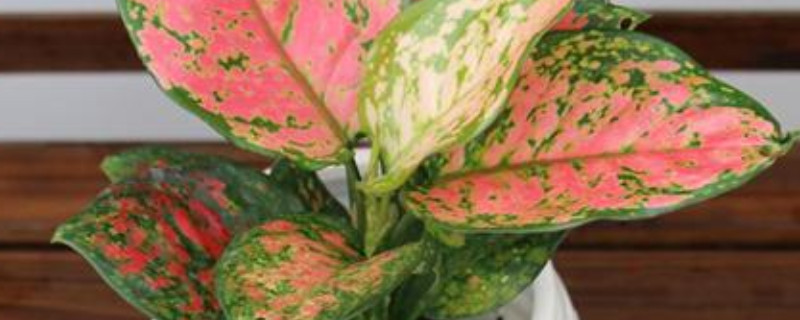 如意皇后花怎么爆盆（如意皇后花怎么爆盆视频）