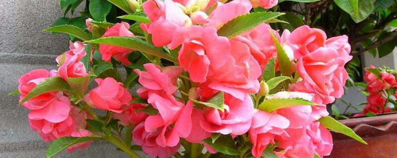 凤仙花的生长过程（凤仙花的生长过程图片）