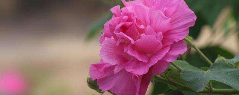 鲜花做成干花的方法 鲜花做成干花的方法有哪些