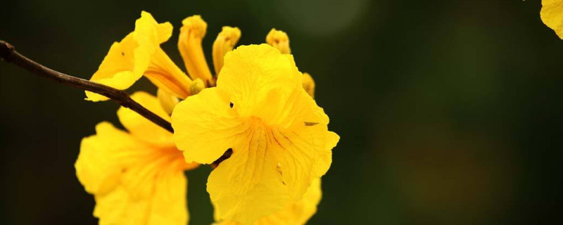 风铃花黄叶怎么处理 风铃花黄叶怎么处理好