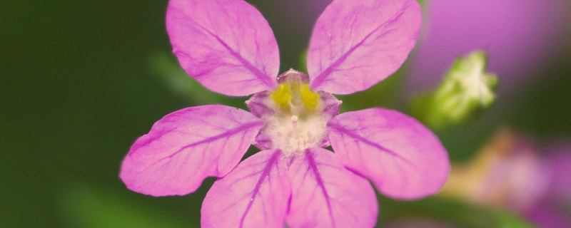 萼距花可以净化空气吗（萼距花生活环境）