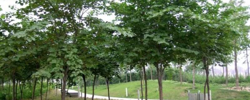 乔木作用 乔木20种