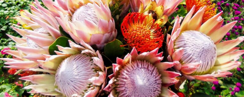 公主花与帝王花的差别（公主花和帝王花是一样的吗）