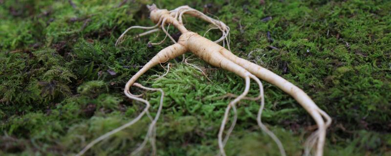 挖野生人参真的会跑吗（挖野人参会不会跑走）