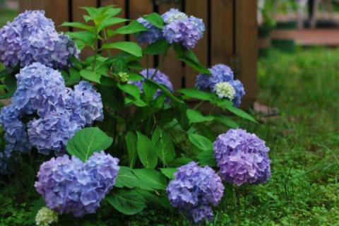 无尽夏和花手鞠的区别