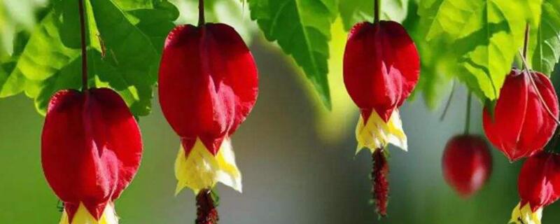 蔓性风铃花有毒吗（蔓性风铃花的风水作用）