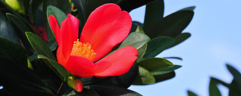 杜鹃红山茶的换盆技巧 杜鹃红山茶怎样浇水