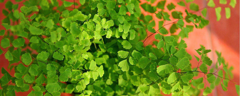 狼尾蕨新叶长不好的原因（狼尾蕨新叶长不好的原因是）