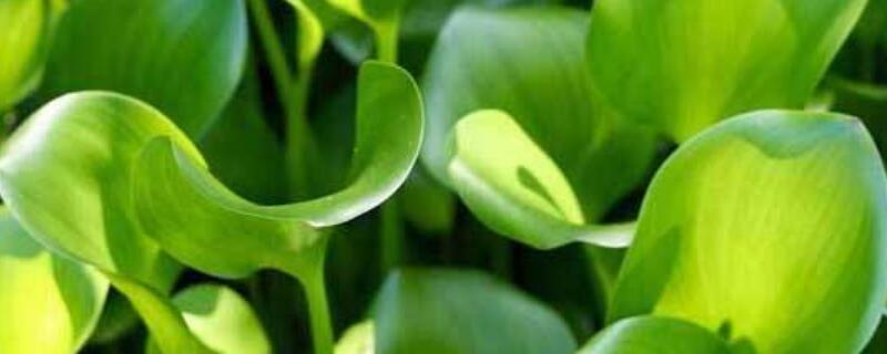 水葫芦在室内养有毒吗 水葫芦室内养有没有毒