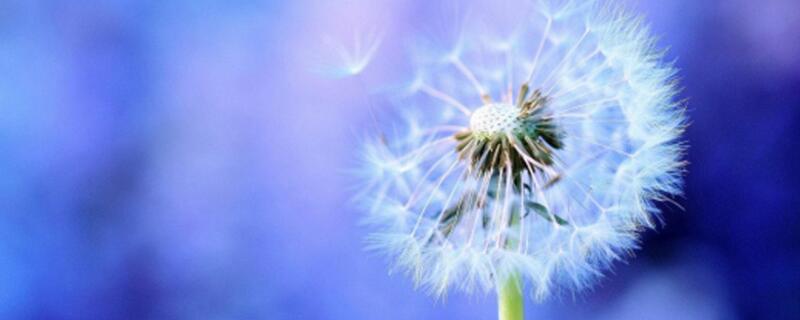 黄谷丁是蒲公英吗 黄谷丁是蒲公英吗图片