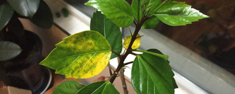 花叶子发黄是什么原因 花有黄叶怎么回事