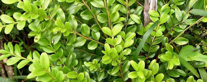 雀舌黄杨怎样修剪（雀舌黄杨如何修剪）