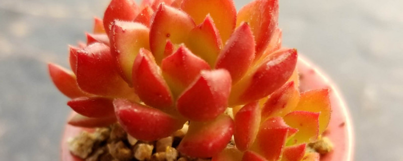 蒂亚怎么繁殖（多肉蒂亚怎么繁殖）