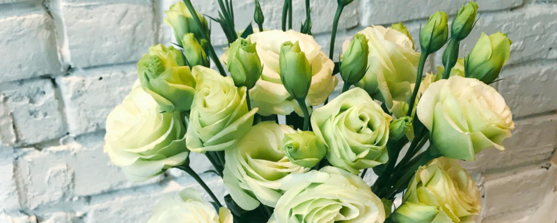 洋桔梗盆栽怎么养 洋桔梗盆栽养护