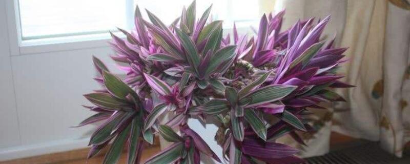 紫背万年青怎么扦插 紫背万年青怎么扦插繁殖