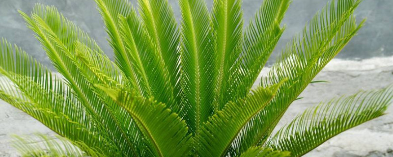 如何控制铁树新叶长度 如何控制铁树新叶长度变化