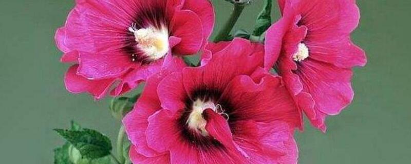 蜀葵盆栽矮化怎么做 蜀葵盆栽矮化怎么做肥料