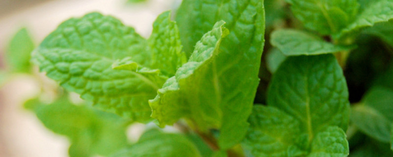金钱薄荷怎么繁殖 金钱薄荷的养殖方法和注意事项
