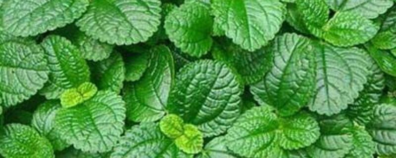 怎么区分薄荷和猫薄荷（怎么区分薄荷和猫薄荷图片）