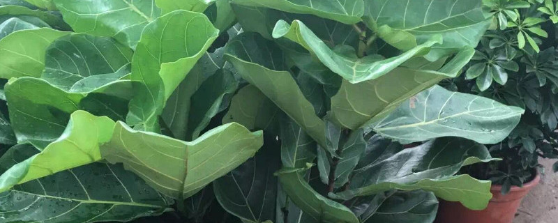 琴叶榕怎样掐顶 琴叶榕打顶方法